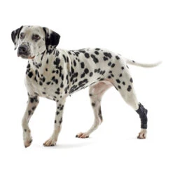 Kruuse Rehab Hakbeschermer -Honden Benodigdheden 0448f3b75bf2a4aa0cc26ed1de69d7ac684c29830b1dee88ffad4fb915b194da 3