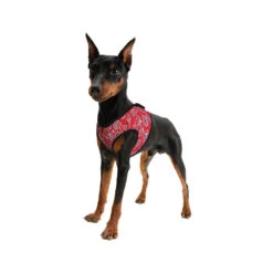 Aqua Coolkeeper Comfy Harness -Honden Benodigdheden 5113188df292e3870b777566f365ff4fdf69c22b707ba99a70fac1b75e440555 2