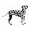 Kruuse Rehab Kniebeschermer -Honden Benodigdheden 846cb22856ad6b41645dfd6216ade8c30dfc5fd7a7b59e7e14c8b12a09f85271 5