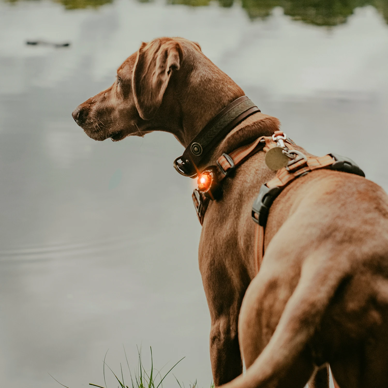 Orbiloc LED Veiligheidslamp 22 Orbiloc LED Veiligheidslamp - Afbeelding 20