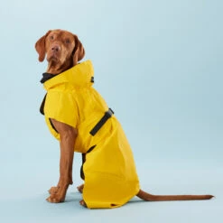 PAIKKA Visibility Raincoat Lite Yellow 11 PAIKKA Visibility Raincoat Lite Yellow -Honden Benodigdheden PClMHEr7OU9sOGs5uS5yRaglBqAzmp metaUGFpa2thLVZpc2liaWxpdHktUmFpbmNvYXQtTGl0ZS1ZZWxsb3czLmpwZw