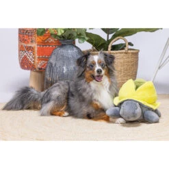 Beeztees Hide And Seek Schildo -Honden Benodigdheden beeztees hide and seek schildo 221787 2000 none