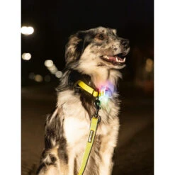 Beeztees Safety Gear Parinca Premium Halsband -Honden Benodigdheden beeztees safety gear parinca premium halsband 215003 2000 none