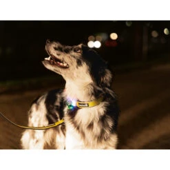 Beeztees Safety Gear Parinca Premium Halsband -Honden Benodigdheden beeztees safety gear parinca premium halsband 215015 2000 none