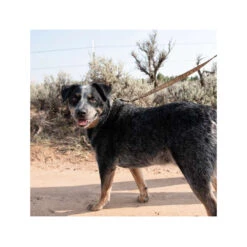 Carhartt Journeyman Leash -Honden Benodigdheden carhartt journeyman leash 187047 1000 none