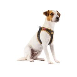 Curli Harnas Vegan Appelleer 35 Curli Harnas Vegan Appelleer -Honden Benodigdheden curli harnas vegan appelleer 216631 0500 none