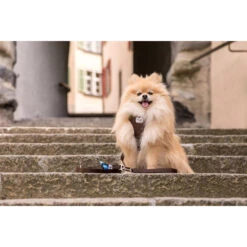 Curli Adjustable Leash Nylon 26 Curli Adjustable Leash Nylon -Honden Benodigdheden curli adjustable leash nylon 219396 2000 none