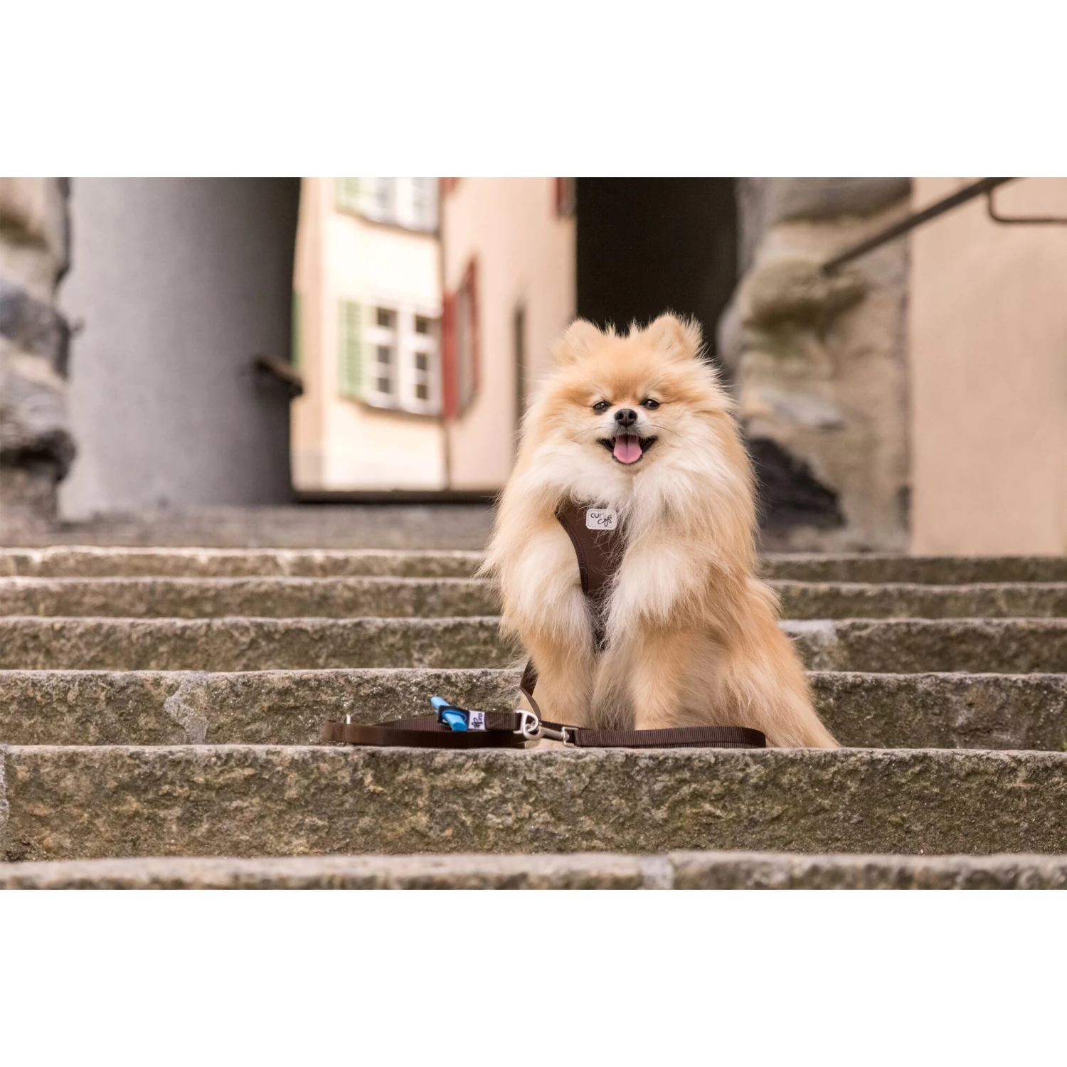 Curli Adjustable Leash Nylon 14 Curli Adjustable Leash Nylon - Afbeelding 12