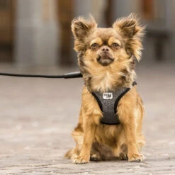 Curli Vest Harness Merino -Honden Benodigdheden curli vest harness merino black 175270 2000 none