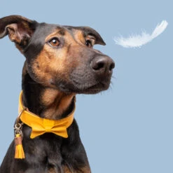 DWAM Bibi Halsband 10 DWAM Bibi Halsband -Honden Benodigdheden dwam bibi halsband 186283 1000 none