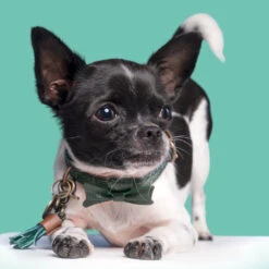 DWAM Halsband Bowie -Honden Benodigdheden dwam bowie halsband 186562 1000 none