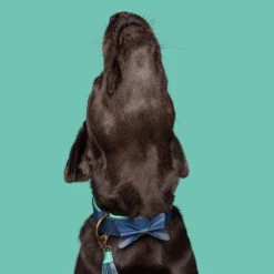 DWAM Halsband Buster 22 DWAM Halsband Buster -Honden Benodigdheden dwam buster halsband 186301 1000 none