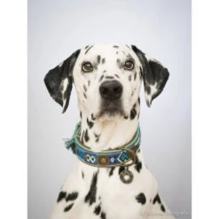 DWAM Halsband Boho Juan 23 DWAM Halsband Boho Juan -Honden Benodigdheden dwam halsband boho juan 132080 1000 none