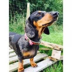 DWAM Halsband Boho Rosa 26 DWAM Halsband Boho Rosa -Honden Benodigdheden dwam halsband boho rosa 132071 1000 none