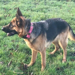 DWAM Halsband Boho Rosa 28 DWAM Halsband Boho Rosa -Honden Benodigdheden dwam halsband boho rosa 133652 2000 none