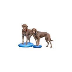 FitPAWS Balance Disc -Honden Benodigdheden fitpaws balance disc 151561 1500 none