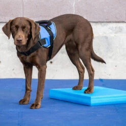 FitPAWS Balance Pad -Honden Benodigdheden fitpaws balance pad 176128 0500 none