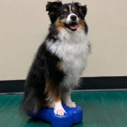 FitPAWS Bone Mini's -Honden Benodigdheden fitpaws bone minis 177121 1000 none