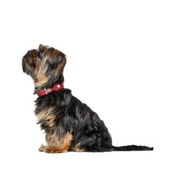 Hunter Collar Love -Honden Benodigdheden hunter collar love 223470 1000 none
