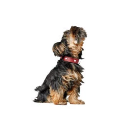 Hunter Collar Love -Honden Benodigdheden hunter collar love 223471 1000 none