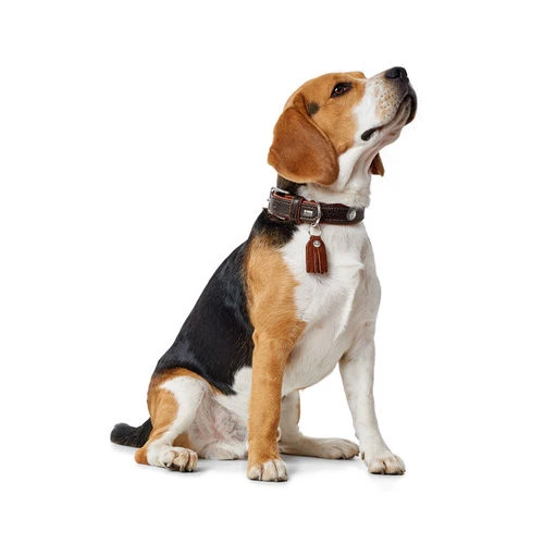 Hunter Halsband Cody 9 Hunter Halsband Cody - Afbeelding 7