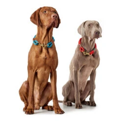 Hunter Halsband Oss -Honden Benodigdheden hunter halsband oss 146099 0500 none