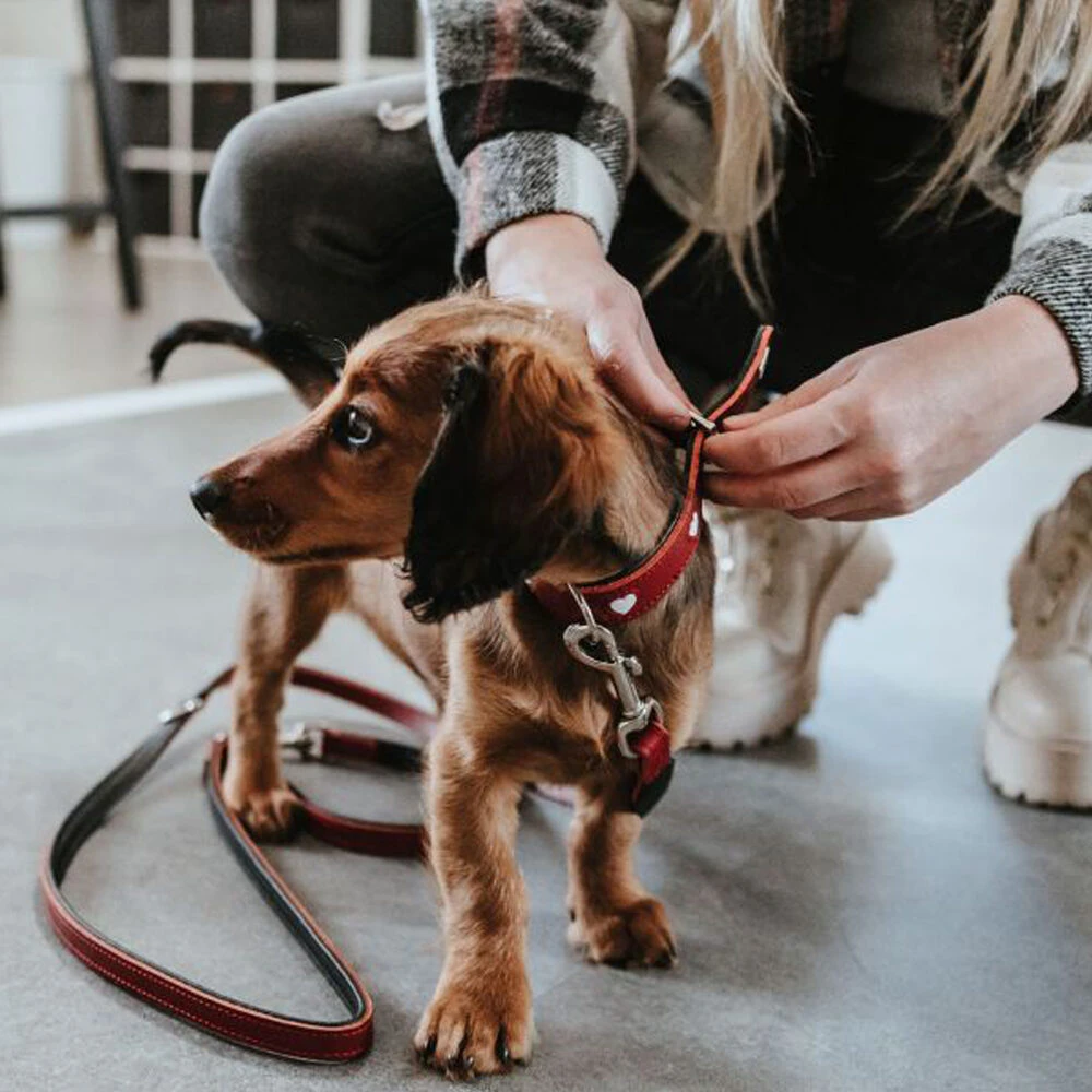 Hunter Training Line Love 8 Hunter Training Line Love - Afbeelding 6