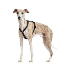 Hunter Vario Rapid Veiligheidsharnas -Honden Benodigdheden hunter vario rapid veiligheidsharnas zwart 169507 0500 none