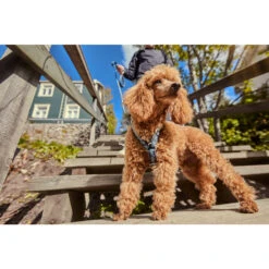 Hurtta Razzle Dazzle Y-Harness - Blackberry 17 Hurtta Razzle Dazzle Y-Harness - Blackberry -Honden Benodigdheden hurtta razzle dazzle harness blackberry 175972 2000 none