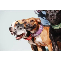 Hurtta Weekend Warrior Collar -Honden Benodigdheden hurtta weekend warrior collar 189084 0500 none