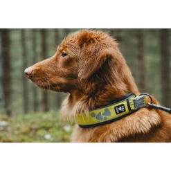 Hurtta Weekend Warrior Collar -Honden Benodigdheden hurtta weekend warrior collar 189090 0500 none