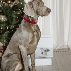 Kentucky Dogwear Corduroy Hondenhalsband -Honden Benodigdheden kentucky dogwear corduroy hondenhalsband 219201 0500 none