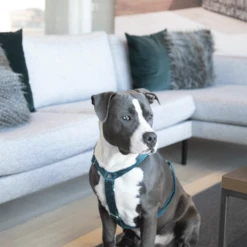 Kentucky Dogwear Hondenharnas Velvet Loop -Honden Benodigdheden kentucky dogwear hondenharnas velvet loop 219293 0500 none