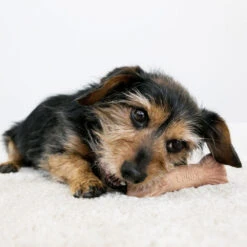 KONG ChewStix Ultra Stick -Honden Benodigdheden kong chewstix ultra stick 180856 1000 none