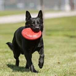 KONG Flyer Frisbee -Honden Benodigdheden kong flyer frisbee 163063 1000 none