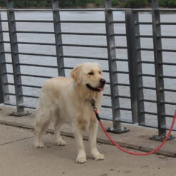 KONG Rope Leash - Zwart -Honden Benodigdheden kong rope leash 194549 1000 none