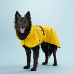 PAIKKA Visibility Raincoat Lite Yellow 12 PAIKKA Visibility Raincoat Lite Yellow -Honden Benodigdheden mW2Bw3791R8VnpD5P3PKMJkiXIFNZn metaUGFpa2thLVZpc2liaWxpdHktUmFpbmNvYXQtTGl0ZS1ZZWxsb3c0LmpwZw