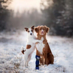 Medical Pet Shirt Boot -Honden Benodigdheden medical pets boot 167509 0500 none