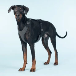 PAIKKA Visibility Harness -Honden Benodigdheden paikka visibility harness 217808 2000 none