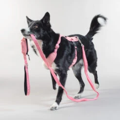 PAIKKA Visibility Leash -Honden Benodigdheden paikka visibility leash 217818 2000 none