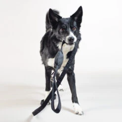 PAIKKA Visibility Leash -Honden Benodigdheden paikka visibility leash 217819 2000 none