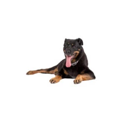 Pavlov Digitale Anti-blaf Halsband -Honden Benodigdheden pavlov digitale anti blaf halsband 221909 1000 none