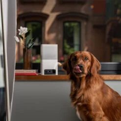 Petcube Bites 2 Lite -Honden Benodigdheden petcube bites 2 lite 221205 0500 none