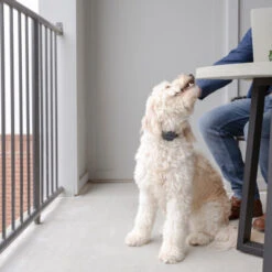 PetSafe Anti-Blafhalsband -Honden Benodigdheden petsafe anti blafhalsband 208109 0500 none