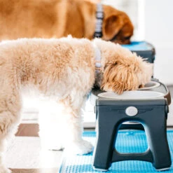 Popware Adjustable Height Pet Feeder -Honden Benodigdheden popware adjustable height pet feeder 164587 2000 none