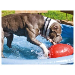 Jolly Egg 22 Jolly Egg -Honden Benodigdheden product jolly egg none 4 1496839894 86968