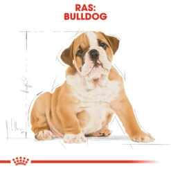 Royal Canin Bulldog Puppy - Hondenvoer -Honden Benodigdheden royal canin bulldog puppy hondenvoer 137773 1000 none