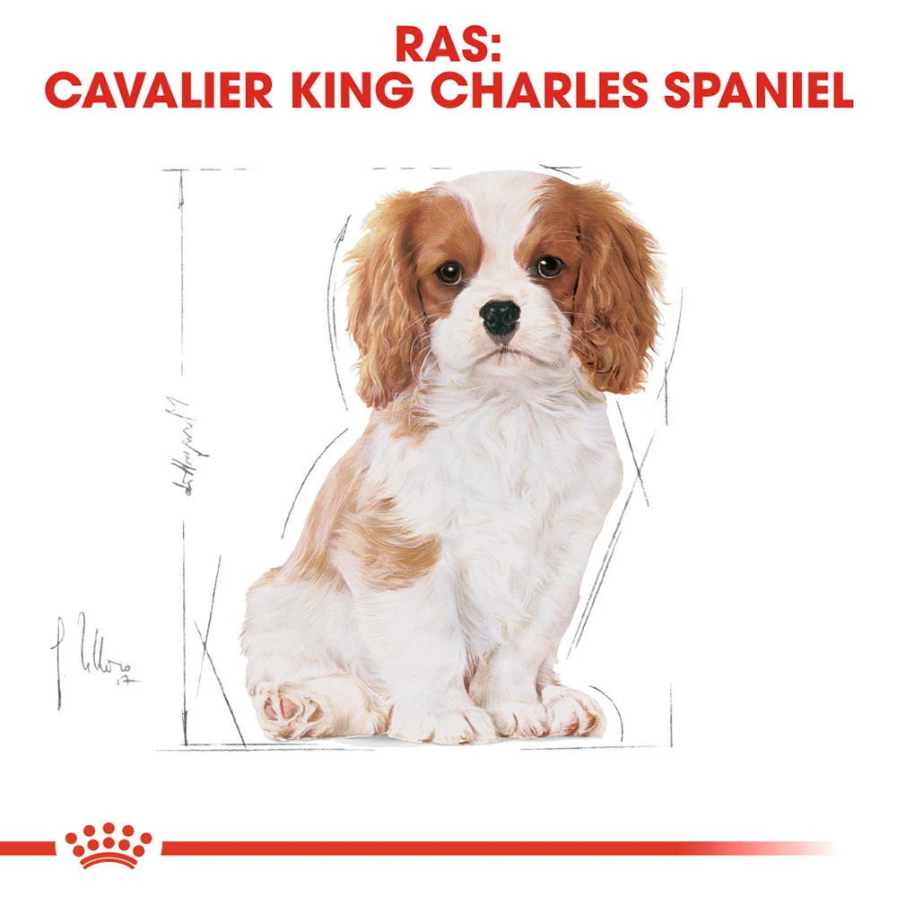 Royal Canin Cavalier King Charles Puppy - Hondenvoer 8 Royal Canin Cavalier King Charles Puppy - Hondenvoer - Afbeelding 6