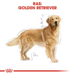 Royal Canin Golden Retriever Adult - Hondenvoer -Honden Benodigdheden royal canin golden retriever adult hondenvoer 138877 1000 none