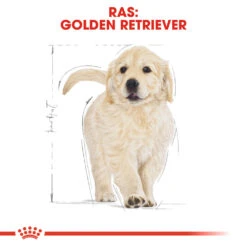 Royal Canin Golden Retriever Puppy - Hondenvoer -Honden Benodigdheden royal canin golden retriever puppy hondenvoer 138964 1000 none